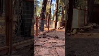 Redwood and hogwire fence