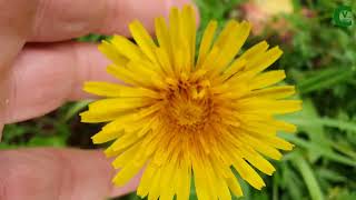 Tarassaco,Taraxacum officinale, come riconoscerlo e quali sono i benefici del dente di leone?