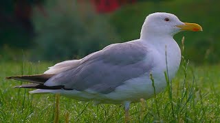 The Undisputed King of the Moat Pond [4K] The LARGE Male European Herring Gull