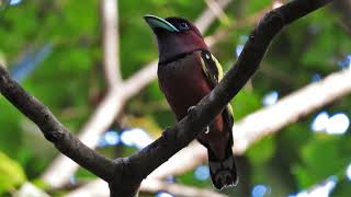 Голоса яванских рогоклювов Eurylaimus javanicus / Javan Broadbill songs