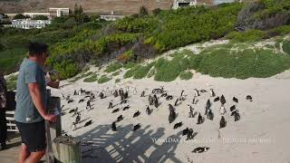 African penguin / Boulders beach Simons town