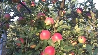 Pre Harvest Orchard Walk 10Sept 2013   Part 1