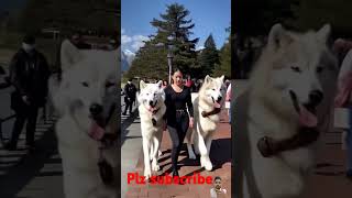 My driwslover #dog #wolf #husky #siberianhusky #travel #viralvideo #shortsvideo