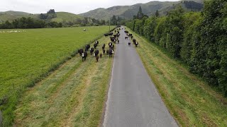 Moving Cows with the Drone.  Bulls Out with The Cows