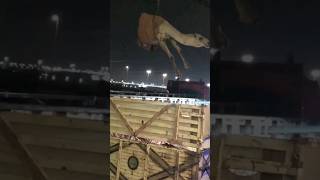 Camel Loading In Truck in Qatar