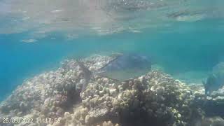 Sharm el Sheikh Egypt September 2022 Coral Sea Sensatori