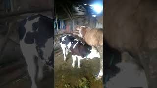 pedet belgian blue#sapijember#duniarojokoyo