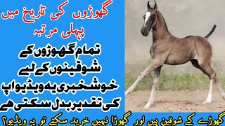 Pakistan Horse Lucky Withdrawal|HorseLoverin Punjabپاکستان میں گھوڑوں کی قرعہ اندازی|horse in horse