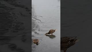 Ducks On Ice