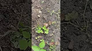 grape snail #nature #garden 🐌 #shorts