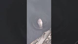 Patay na tilapia biglang nabuhay #hectortvvlogs #fishing #s