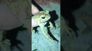 Amazing frog video #frog #shorts