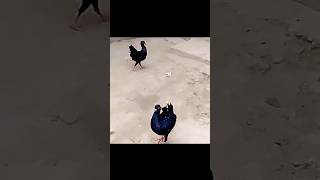 Maltese Pigeon Pair|| #foryou #viral #viralvideo #youtubeshorts #ytshorts #trending #reels