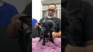 BAÑE a mi PERRO en 8 MINUTOS | ROMPI RÉCORD