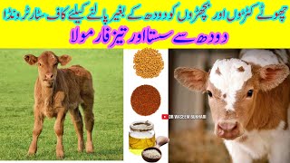 Calf Starter||Home made Calf Starter||Calf Starter Wanda||Calf Starter Feed||Calf Growth Feed||Calf