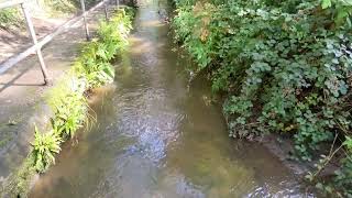 Following Werneth Brook to Godley Brook 26/08/2023