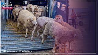 وصول أول دفعة من الأغنام الإسبانية إلى طنجة