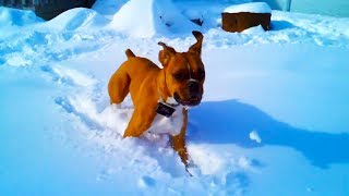 Boxers Playing in Snow