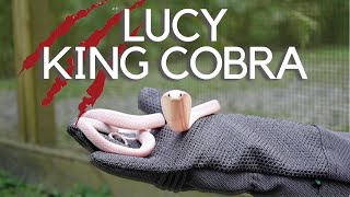 Another Leucistic King Cobra In The USA?!? |Primitive Predators