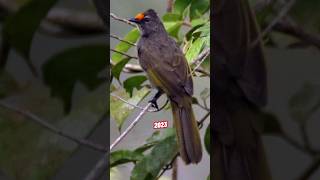 Aceh bulbul VS 5000 BCE Aceh bulbul. #birds