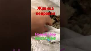 Живица кедровая неочищенная 89030774465 #живица #кедроваяживица #смолакедра