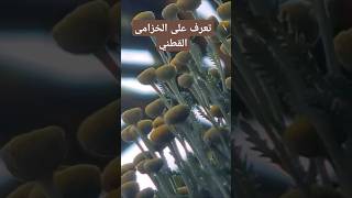 تعرف على الخزامي القطني 🪴 🌱 🌿