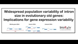 Population variability of intron size & gene expression variability