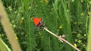 ヒポトエベニシジミLycaena hippothoe (Purple-edged Copper) 2024/06/29 Vars France