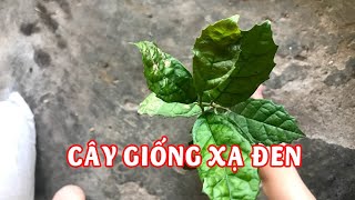 Cây giống xạ đen hòa bình bao nhiêu tiền  : 0869145860