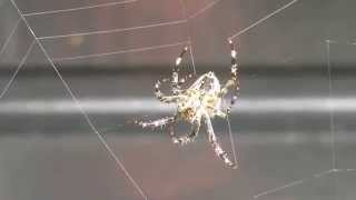 Spider making web (slow motion)