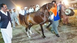 horse dance dhamal mela peer shah | zaka hassan ghilani -30