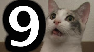 9 awesome things that cats do - Funny cat video compilation