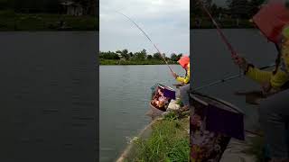 Báo cá các bác ạ #shots #caucagiaitri #recreationalfishing #xuhuongyoutubeshort #cauca