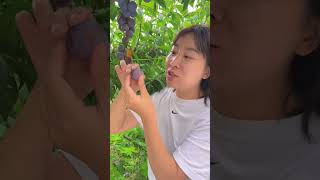 Sweet purple plum fruit tree #fruit #fresh #plumfruit