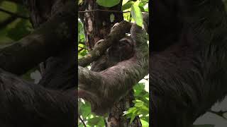 3 slowest animals in the world #trendingshorts #viralshorts #shorts #youtubeshorts