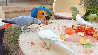 Super Cute Talking Parrots Eating Fruits Together