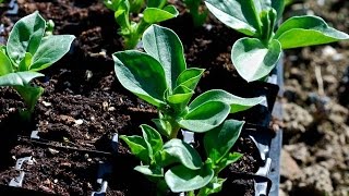 Planting Broadbeans