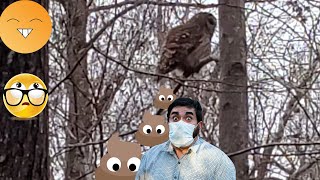 Owl defecates in the woods