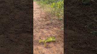 Indian chameleon | Wildlife | Reptiles | More-than-human world