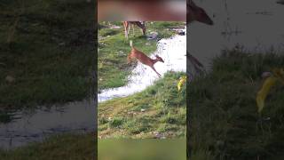 bebê veado salto em altura. rio de passagem