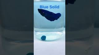 Ikan Cupang Blue Solid, Agresif Dan Kece #ikancupang #bettafish #superblue #shorts