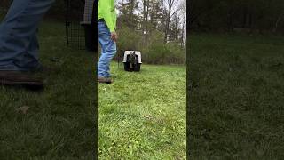 Crate Training Puppy Solid Command Don’t Just Train Indoors. #puppy #shorts #shortvideo #dog