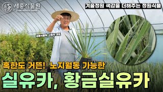 정원에서 월동 가능한 실유카! 겨울정원을 아름답게 만드는 방법 #실유카 #유카 #황금실유카 #상록수 #정원 #가드닝 #정원가꾸기 #묘목 #정원수 #정원꾸미기 #정원만들기