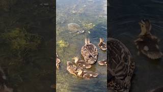 Mother Duck Heroically Defends Her Ducklings from Tortoise closeness 🦆❤️ #shorts