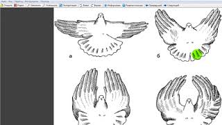 Николаевские голуби их стили полета часть 2