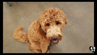 Houston dog training | Young Goldendoodle Buddy learning his manners