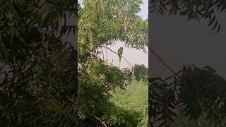 parrot point #mithhu #parrotlover #shortsvideo