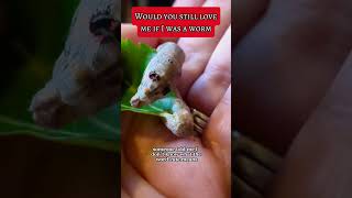 I would definitely still love you!!! #worms #silkworms #caterpillars