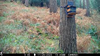 Some Donard Forest mammals