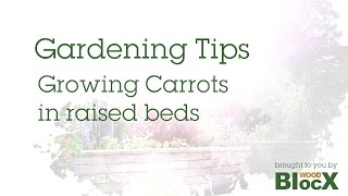 How to Grow Carrots in Raised Beds